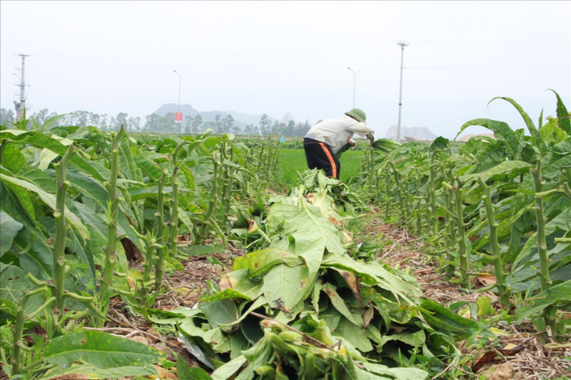 ky-thuat-trong-cay-thuoc-lao-4